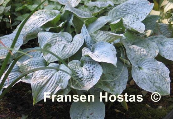 Hosta Silver Bay